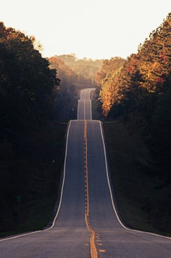 asphalt road between trees